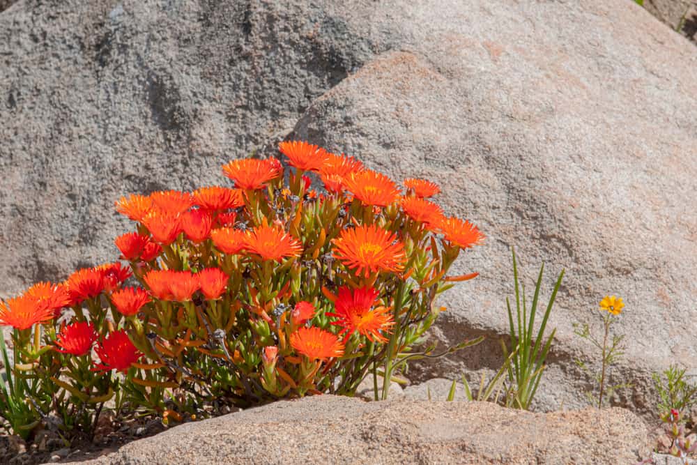 生机勃勃的红色冰植物花朵直接生长在干燥的岩石上