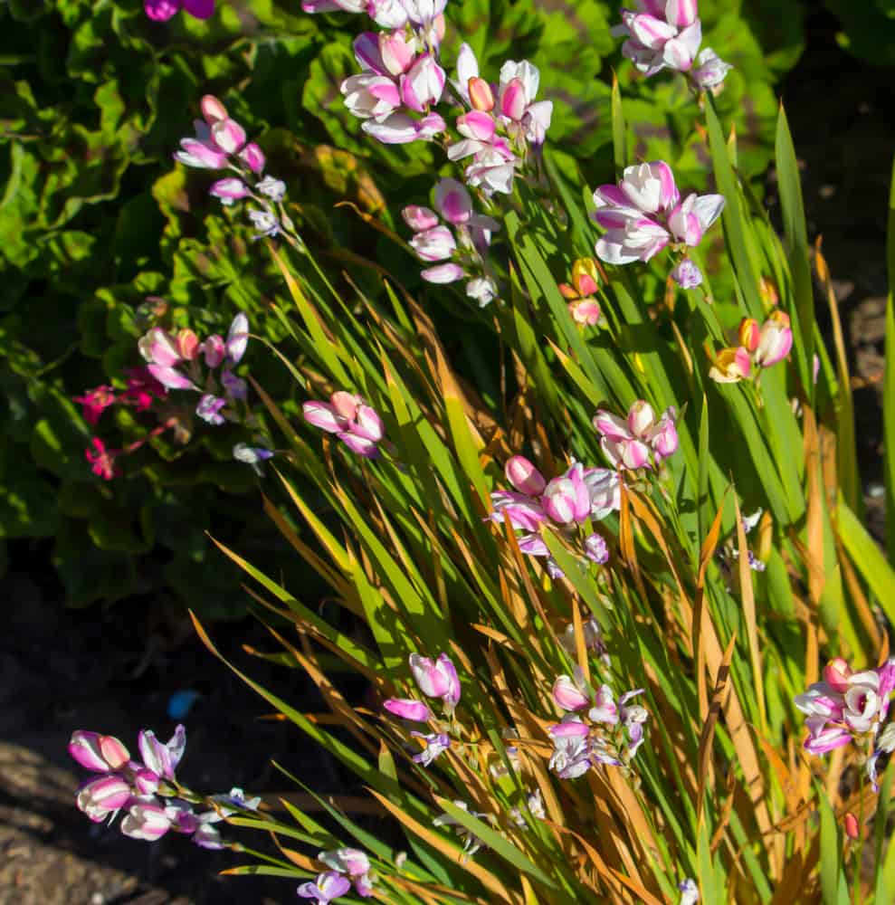 美丽的粉红色魔杖花生长在花园里的阳光下