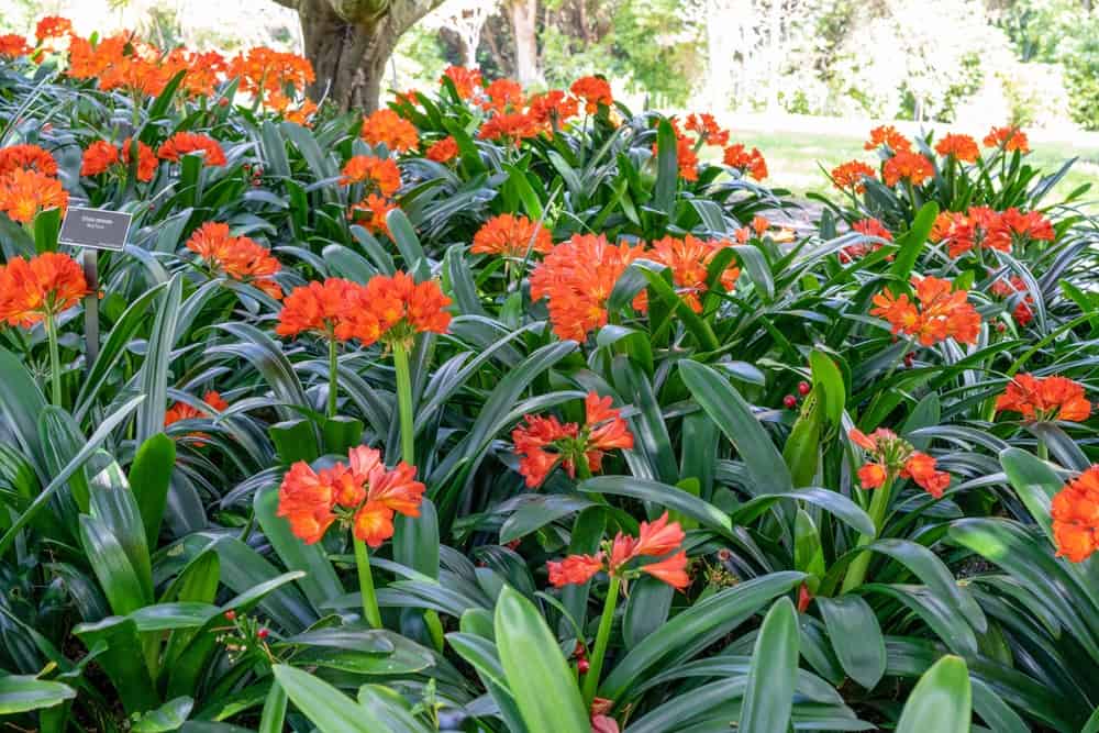 令人惊叹的成群的卡菲尔百合植物和红色的花朵生长在花园里