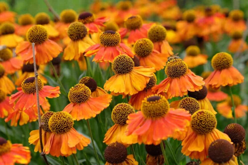明亮的橙色花朵头的氦植物生长在明亮的斑块