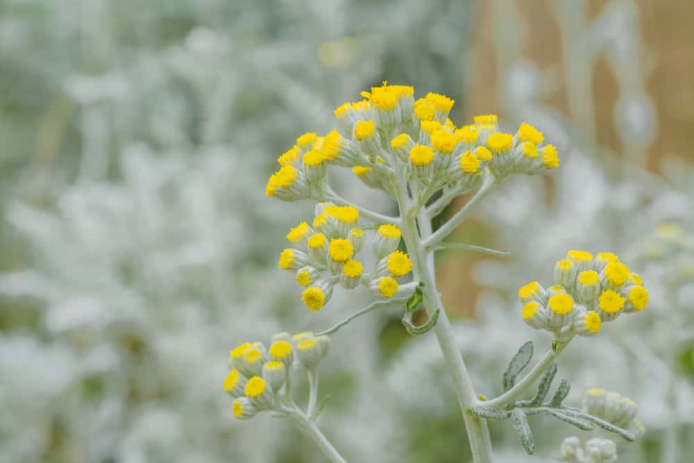 美丽的侧面视图的银色鼠尾草叶和明亮的黄色花头的蜡菊植物