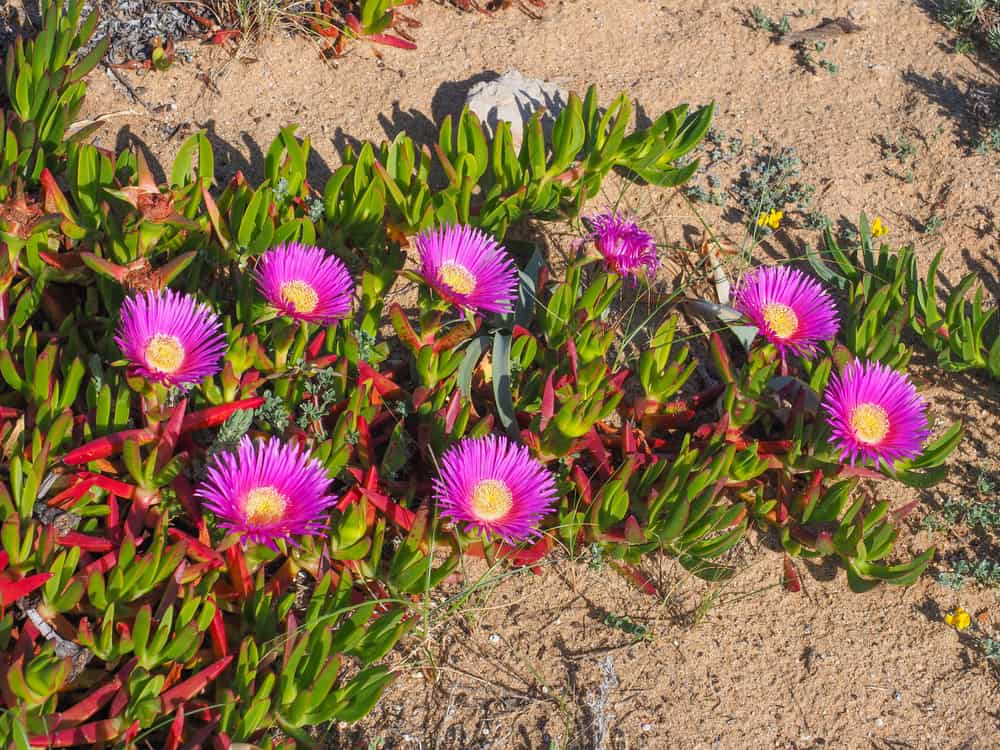 可爱的充满活力的紫色冰植物花和常绿的叶子生长在沙滩上