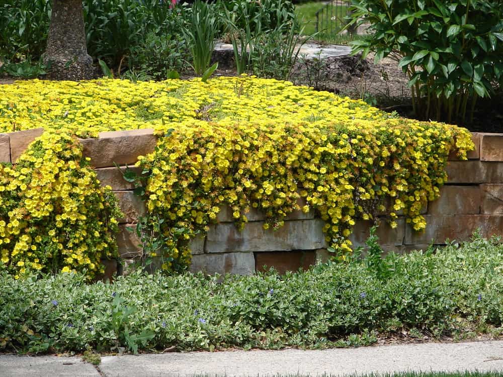 令人惊叹的黄色冰植物瀑布在观赏花园的墙壁