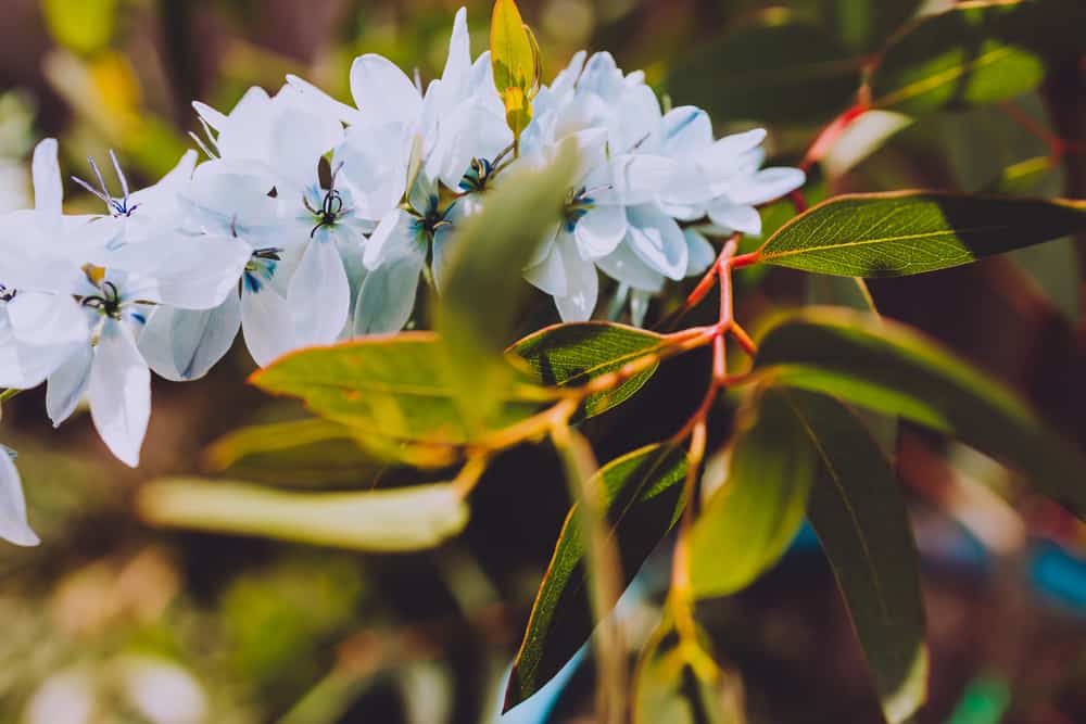 令人惊叹的浅蓝色伊夏植物的花朵沿着常绿茎生长