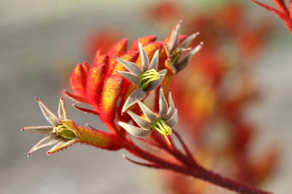 微距图像的单一红色袋鼠爪子花在花园里