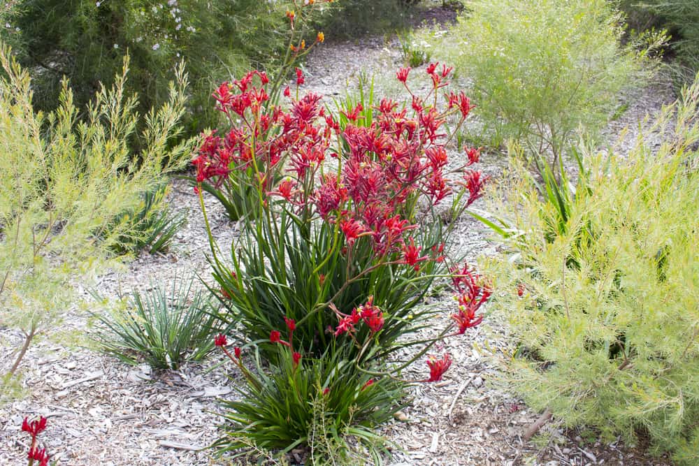 可爱的小袋鼠爪植物生长在花园里，开着鲜红色的花