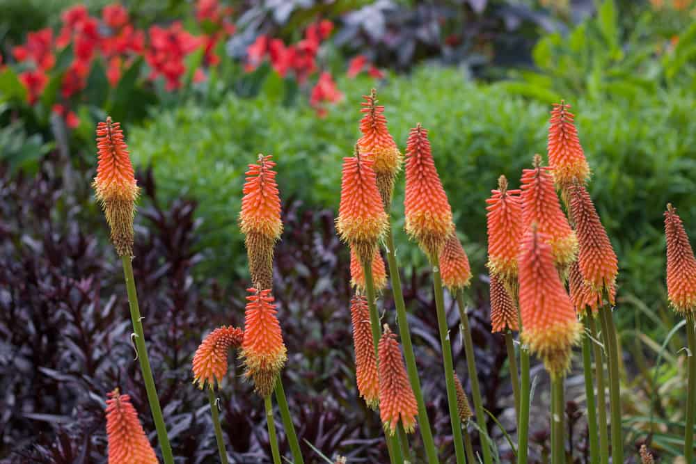 令人难以置信的亮红色的花朵kniphofia植物生长在一个大花园