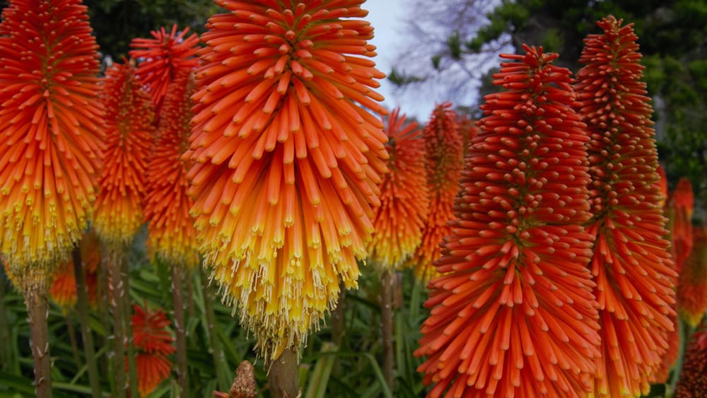 神奇的特写图像kniphofia花片生长的红色和黄色的花瓣