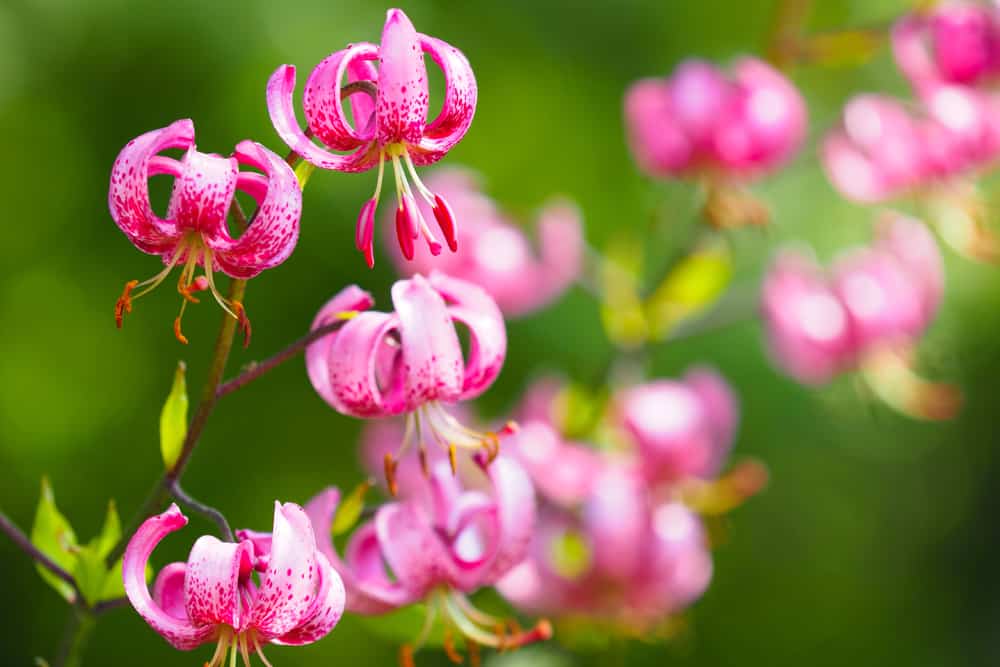 微距照片的马拉贡百合与卷曲充满活力的粉红色花朵和短叶。