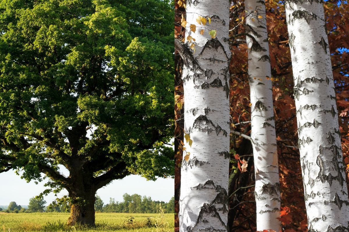 拼贴照片的橡树木和桦木。