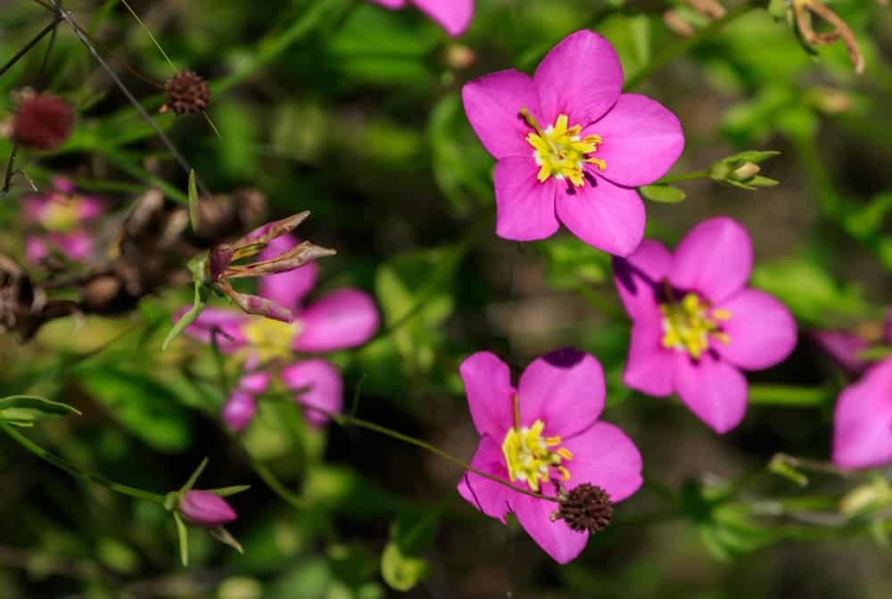 草原玫瑰龙胆草，有星形紫色花，中心为黄色。