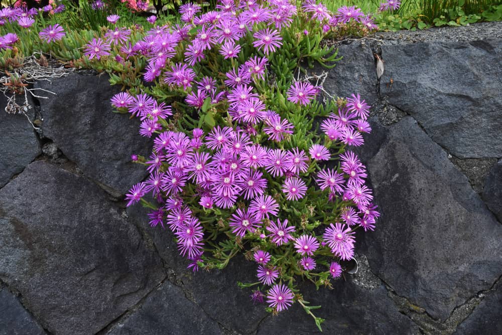 美丽明亮的紫色冰植物花朵在巨石上层层叠叠
