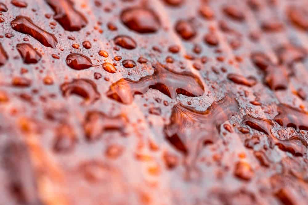 一个被水滴覆盖的红色松木特写。