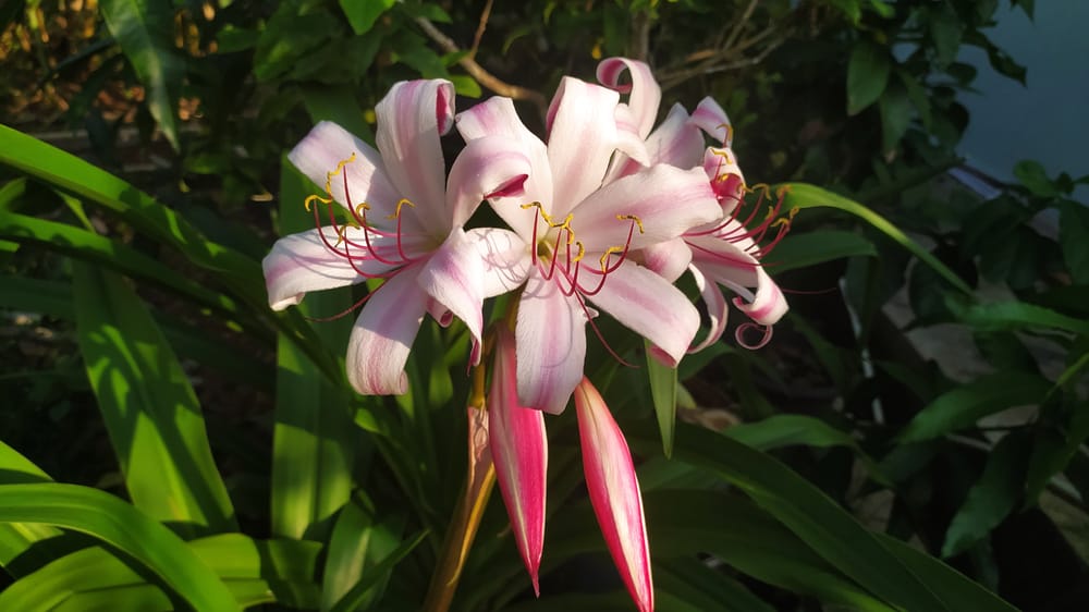 河百合，淡粉色花，有深色条纹和长雄蕊。