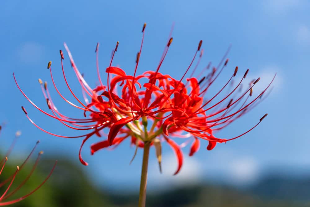 蜘蛛百合花的特写，亮红色的花瓣和长，紫红色的雄蕊。
