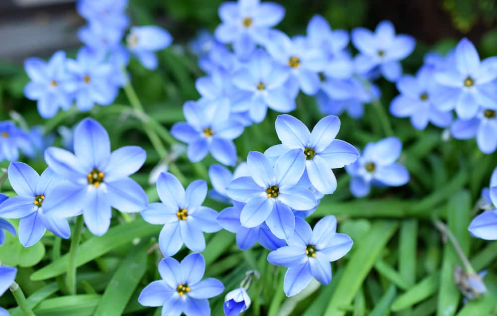 成群结队的蓝色的春星花，点缀着小小的黄色花心。