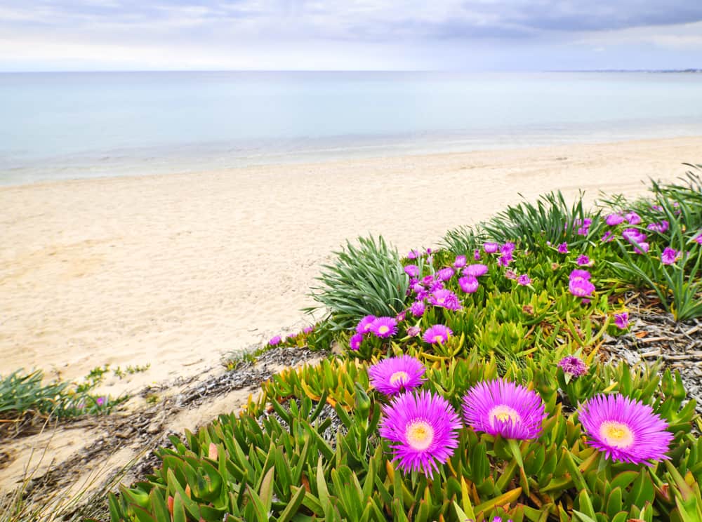 充满活力的粉红色冰植物花朵盛开在海岸附近