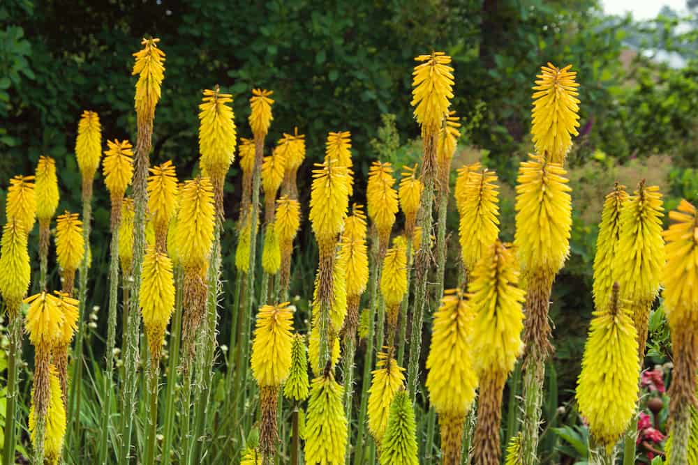 明亮的黄色kniphofia鲜花生长在一个高高的站在花园里