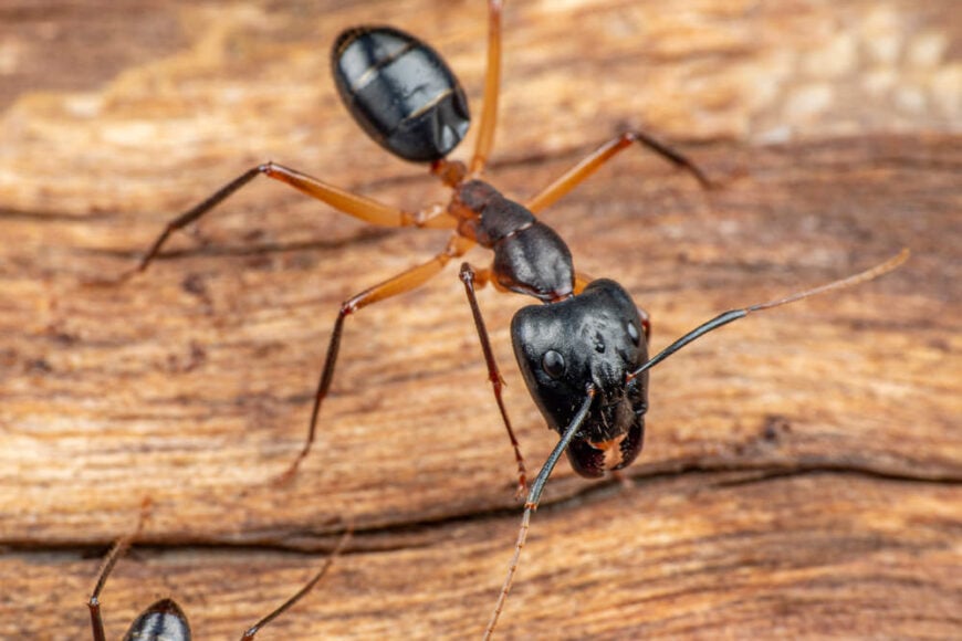 一只木蚁的特写照片