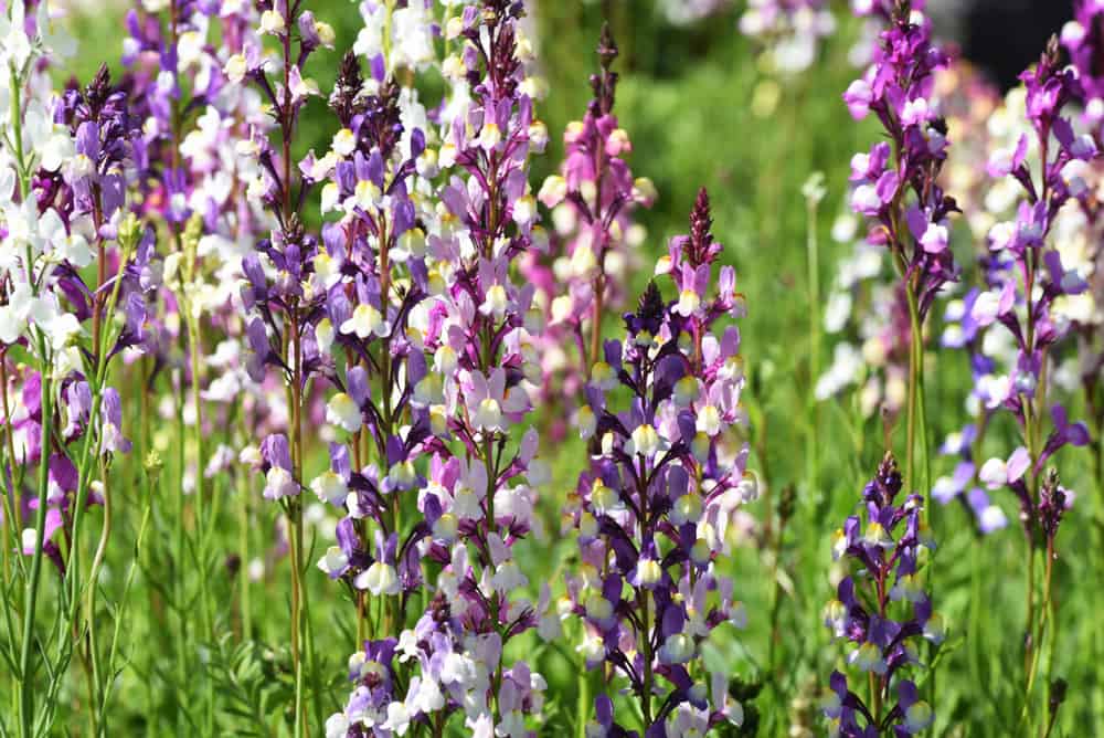 奇妙的紫色和白色的线缕草花，长茎，直立生长
