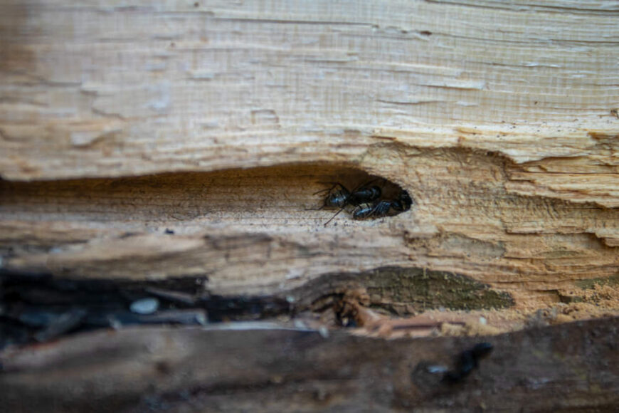 木蚁对房屋的破坏。