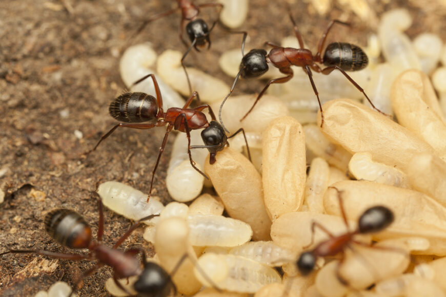 在木蚁巢中的木蚁幼虫的特写照片。