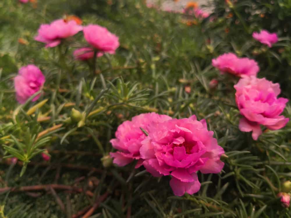 可爱的低矮苔藓玫瑰植物，粉红色的花朵和多汁的叶子