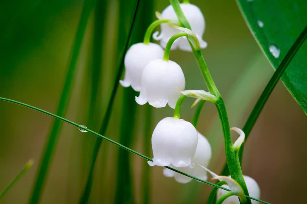 山谷百合的小白花的焦点图像。