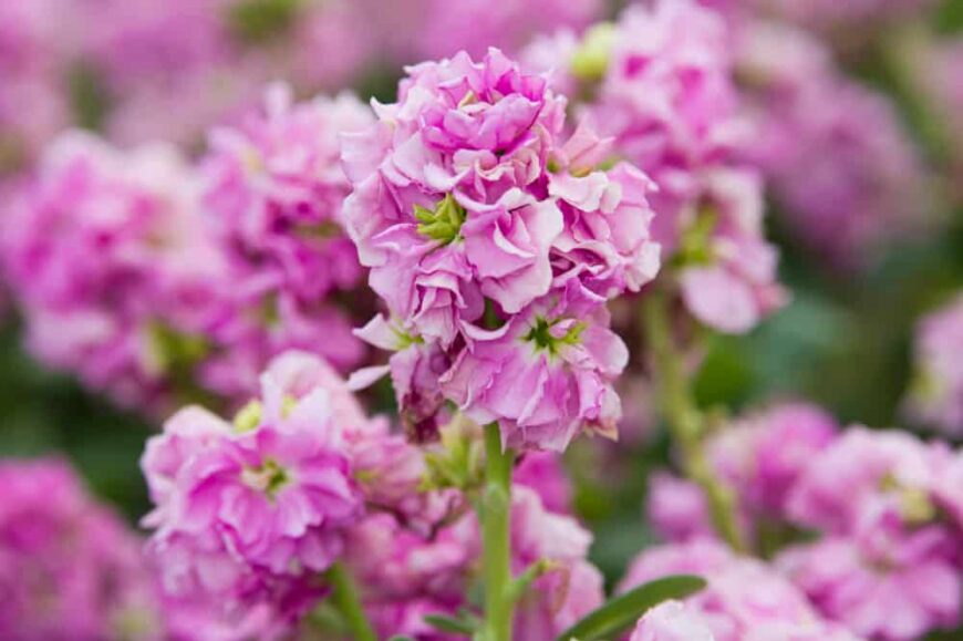 令人惊叹的亮粉色matthiola花簇生长在花园里
