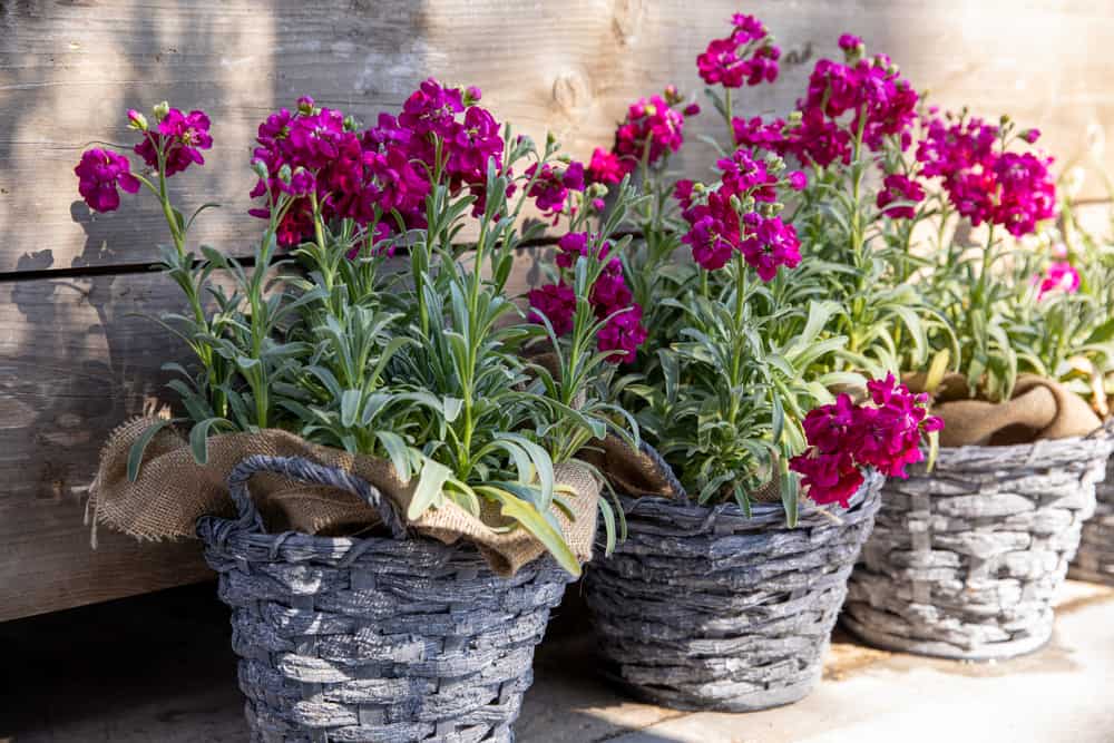 美丽的淡紫色马提乌拉花生长在盆栽容器