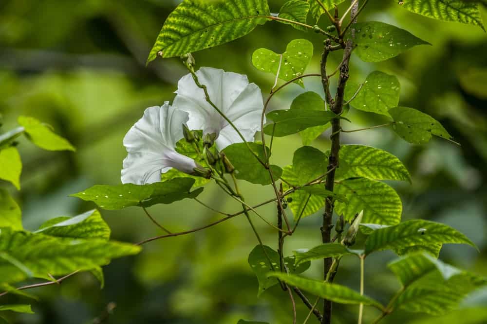 两个可爱的白月光花长在藤蔓在一个黑暗的花园