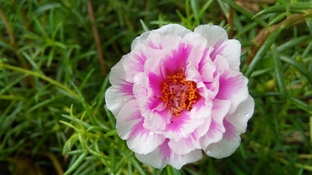 美丽的双色苔藓玫瑰盛开在花园里