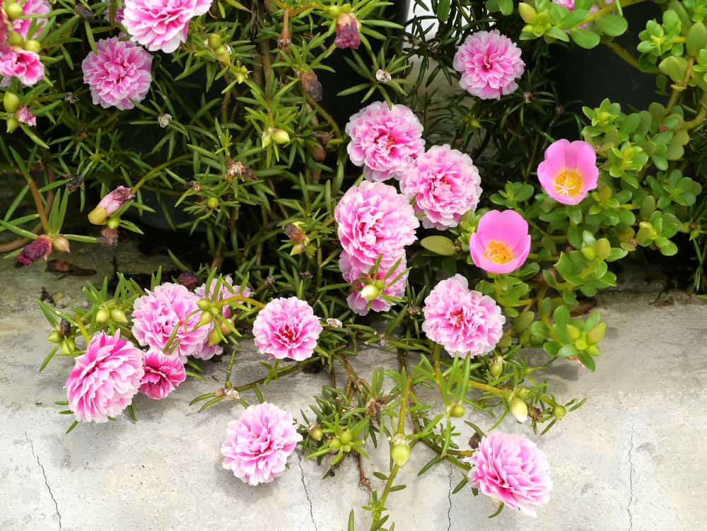 漂亮的淡粉色苔藓玫瑰花在石墙上