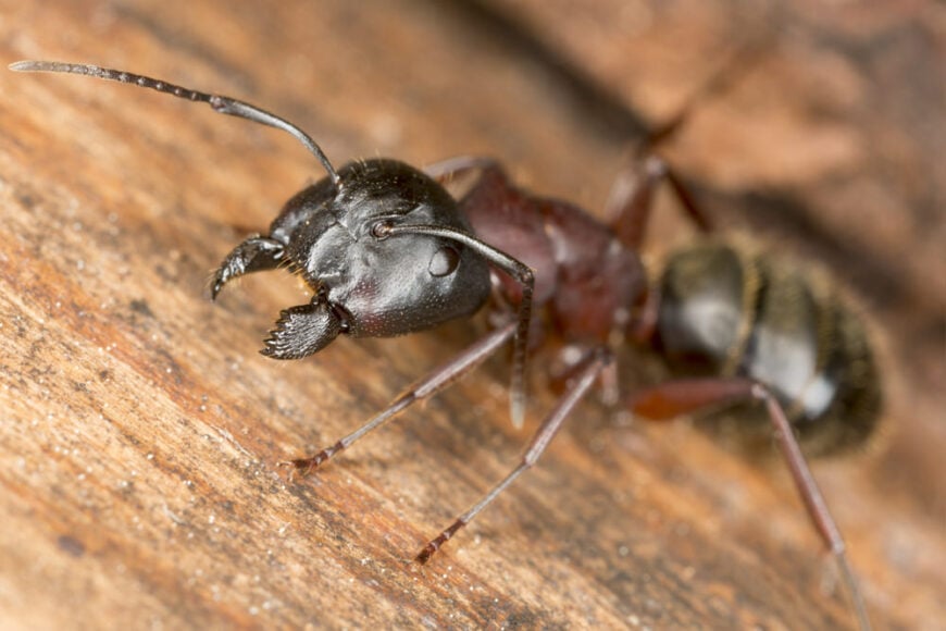特写木匠蚂蚁钳的照片