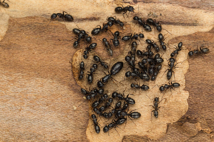 图为工蚁群中的蚁后。