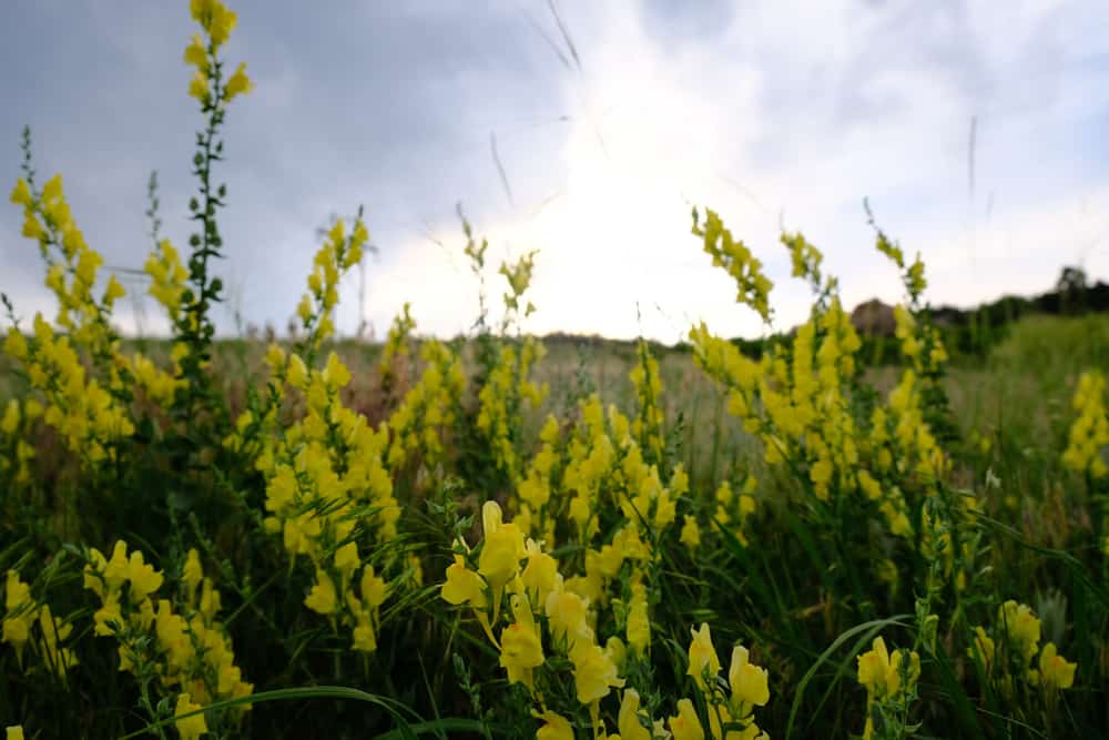 令人惊叹的黄色亚麻花生长在开阔的田野里
