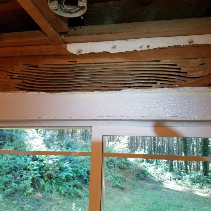 木蚁破坏了家中的木材