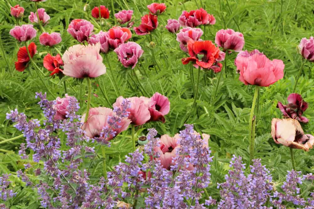 美丽的东方罂粟花盛开在红色和粉红色