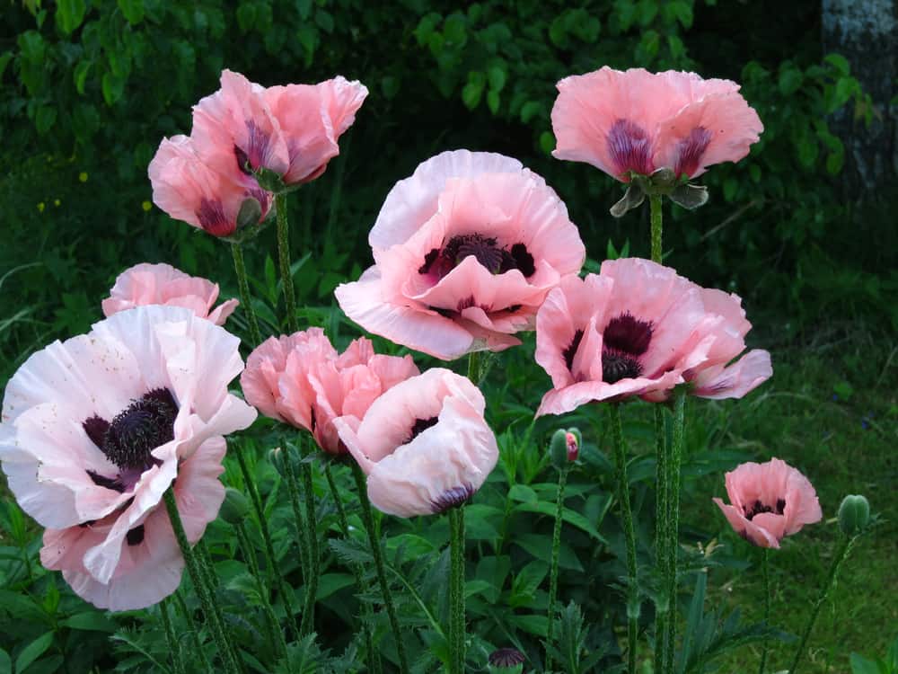 美丽的形象盛开的东方罂粟在粉红色