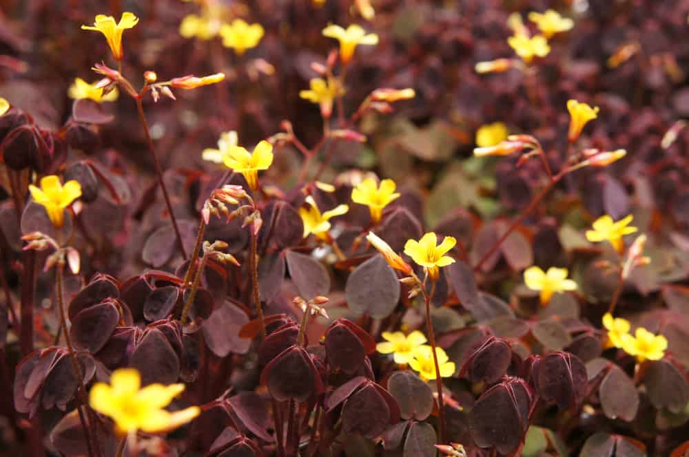 美丽的草属植物，有黄色的花和紫红色的叶子