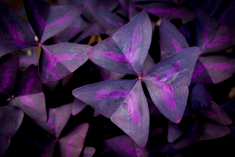 难以置信的深紫色草叶