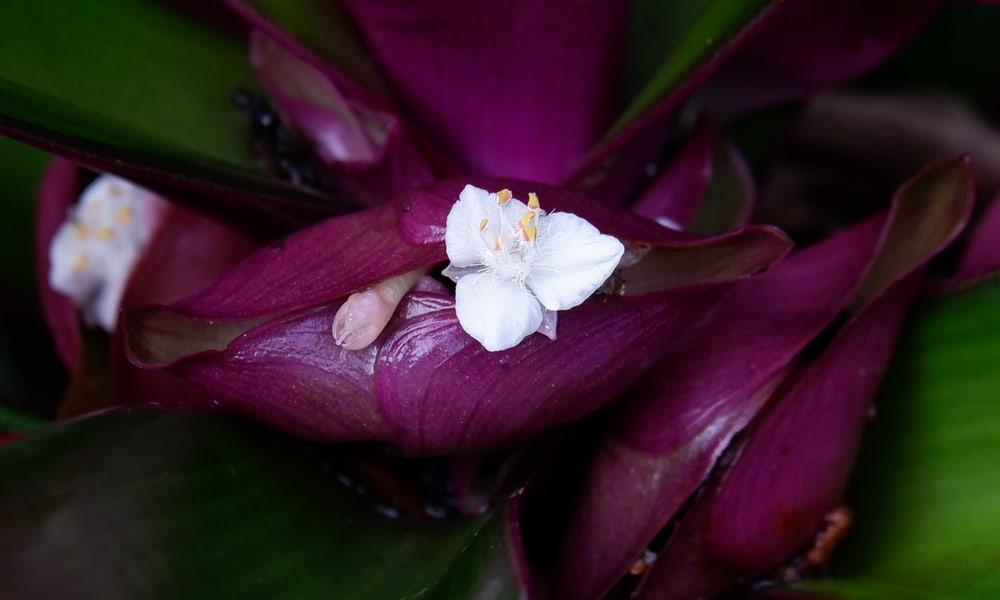超近距离的图像，一个小白花的牡蛎植物依偎在叶子