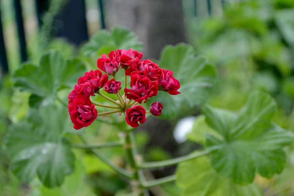 鲜红色的天竺葵花