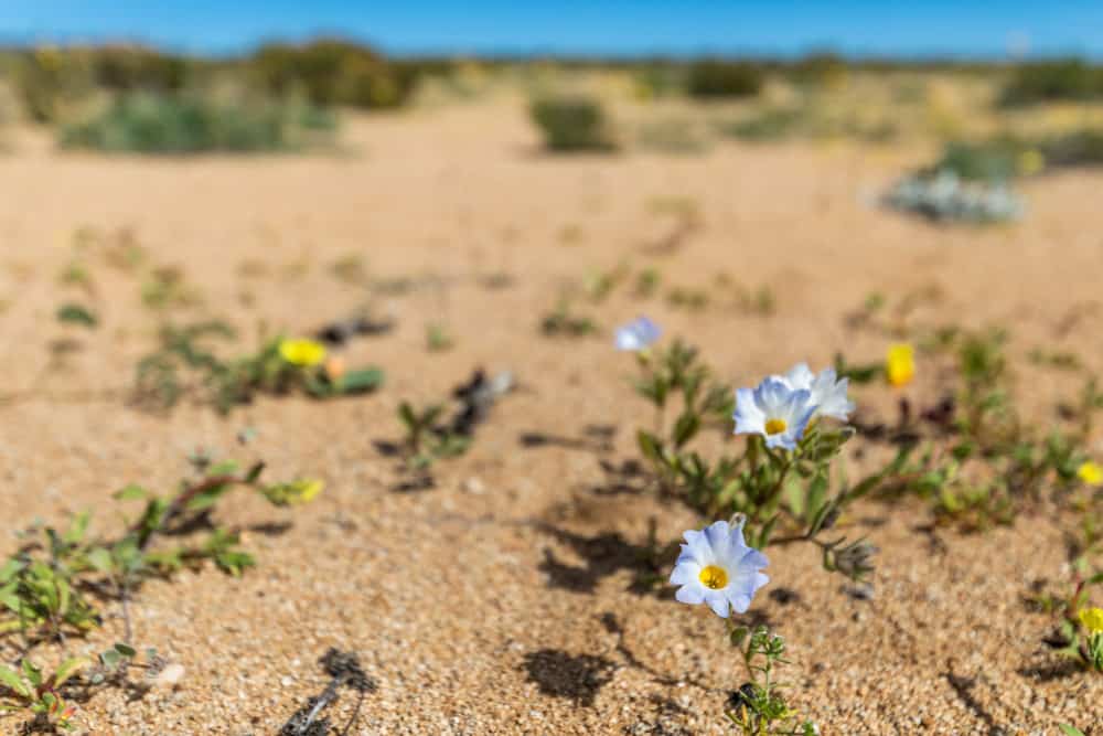 蓝色的小兰花生长在沙漠里