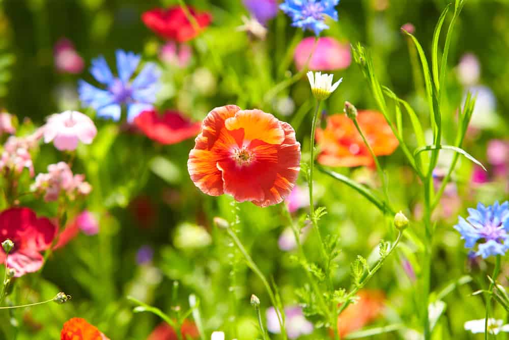 美丽的雪莉罂粟花生长在阳光明媚的花园里