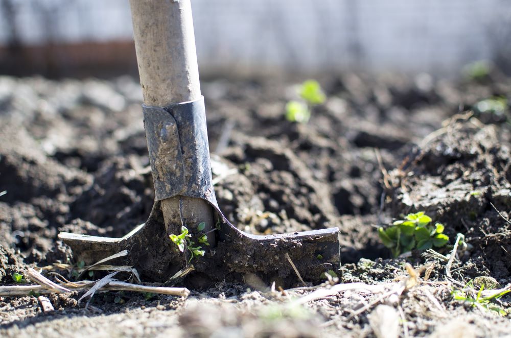 铲子在土壤中挖出幼苗的图像