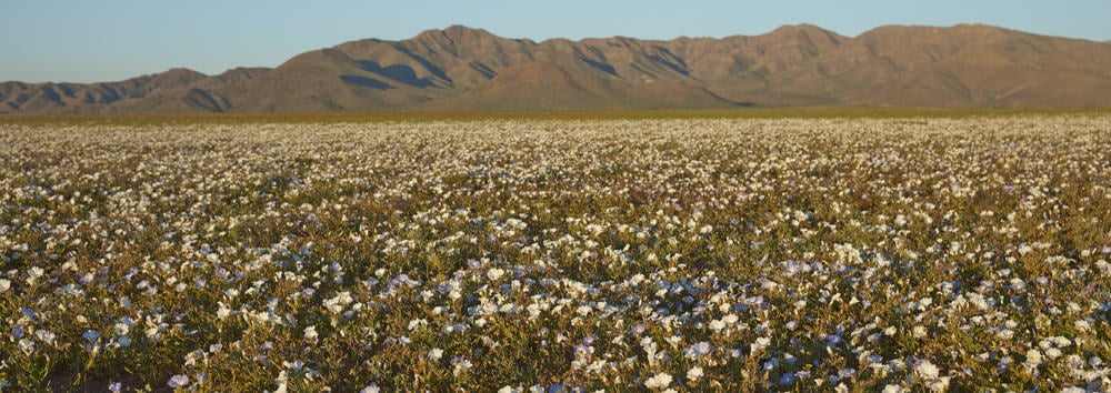 令人难以置信的野生兰花山谷生长在沙漠中