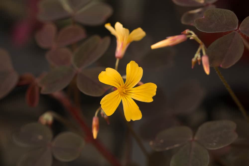 聚焦图像在紫红色叶子周围的黄色酢浆草花