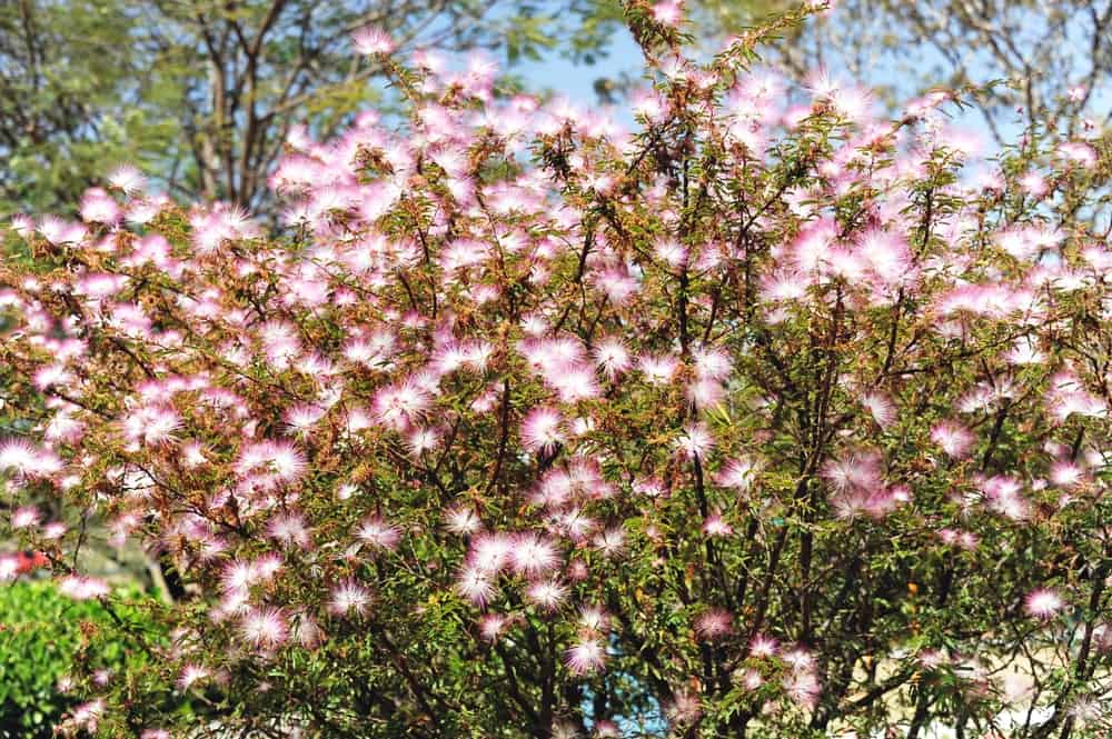 巨人calliandra灌木和亮粉色的花朵在阳光下成长