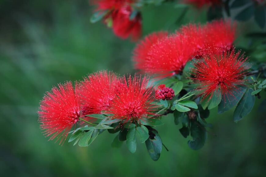 猩红色的红色calliandra花卉生长在常绿的庭院里